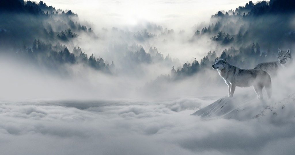 L'histoire d'une femme qui a vécu auprès des loups.